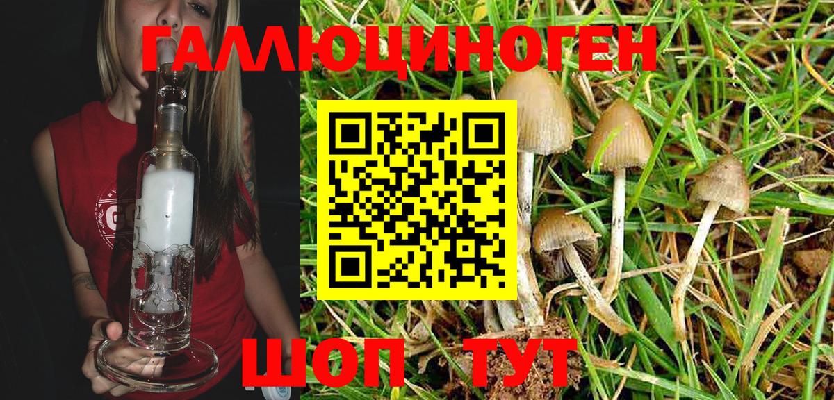 Галлюциногенные грибы Psilocybe Дивногорск