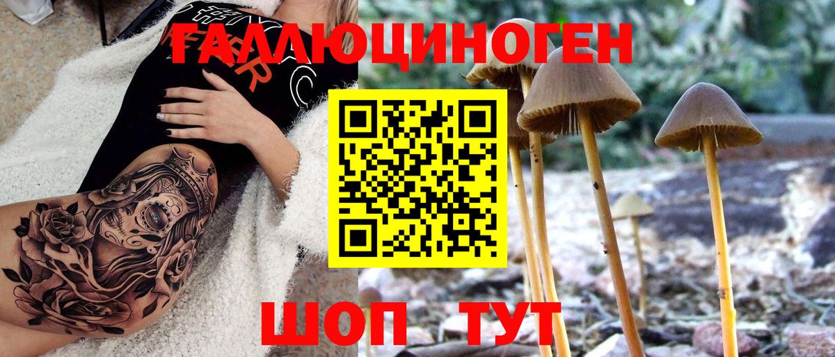 Псилоцибиновые грибы мицелий  Псилоцибиновые грибы Psilocybine cubensis  Вход с VPN  Дивногорск 